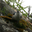 White-cheeked Nuthatch